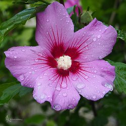 Hibiskus im Regen